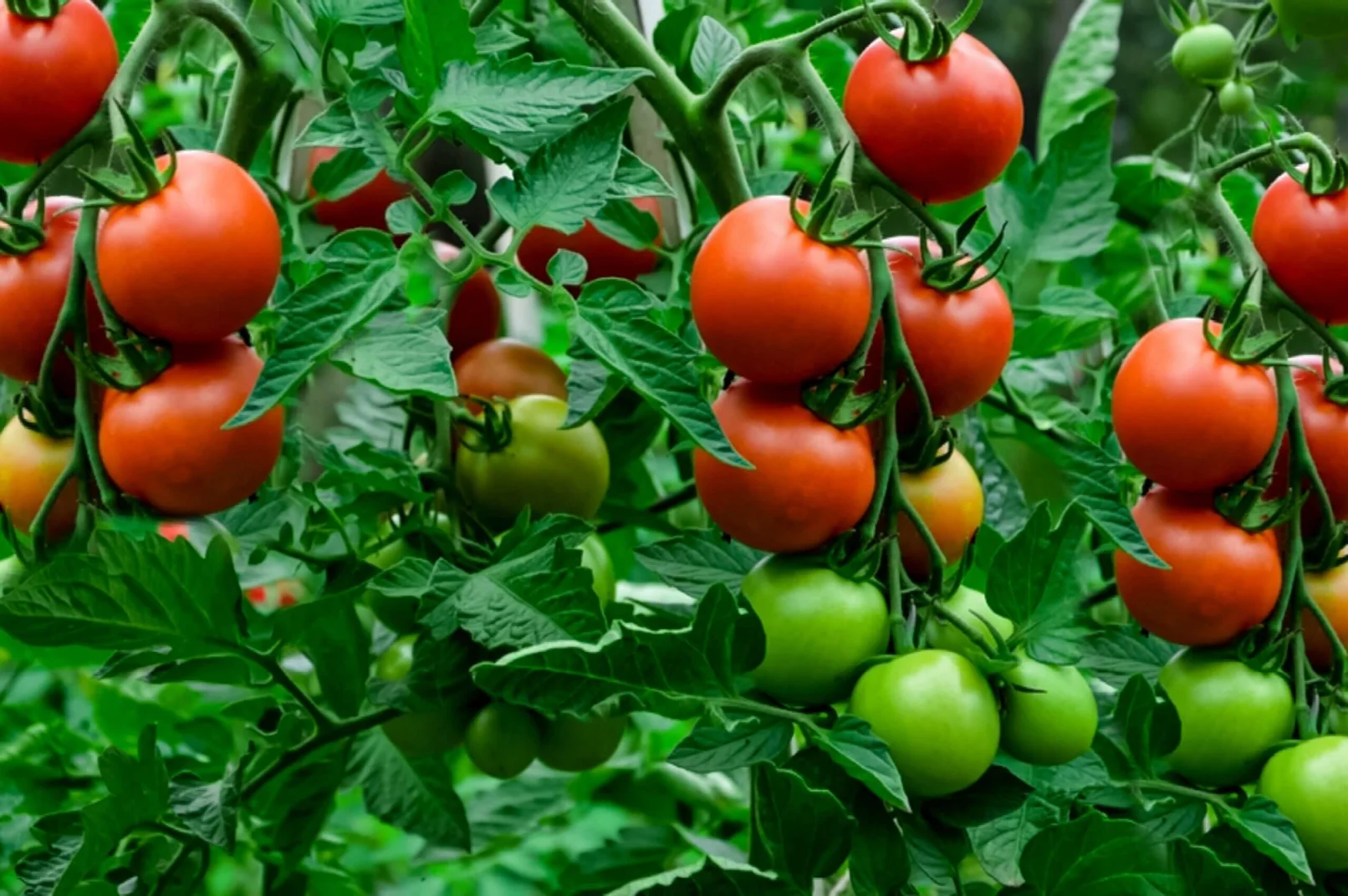Tomatoes on the vine pic